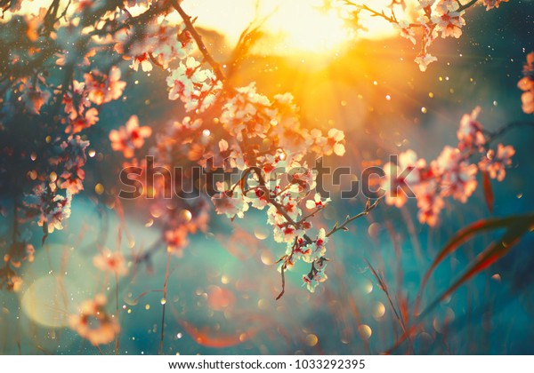 春天的花朵背景 美丽的大自然场景与盛开的树木和太阳耀斑 阳光灿烂的日子春天的花朵 美丽的果园 抽象模糊的背景 库存照片 立即编辑