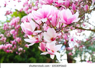 Spring Blossom Beauty 2