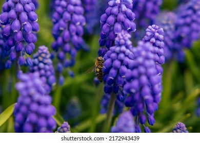 Spring blossom. Bee collecting nectars or honey from the hyacinths in focus. Spring blossom or bloom or nature or environment or ecosystem background photo.