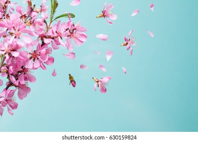 Spring blossom explosion