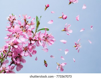 Spring Blossom Explosion
