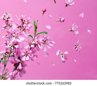 Spring blossom explosion