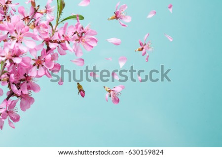 Spring blossom explosion
