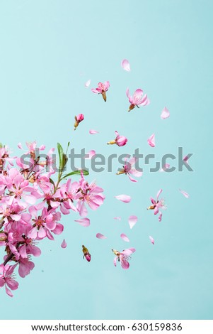Spring blossom explosion
