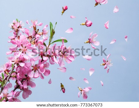 Spring blossom explosion