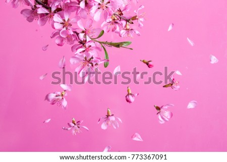 Spring blossom explosion
