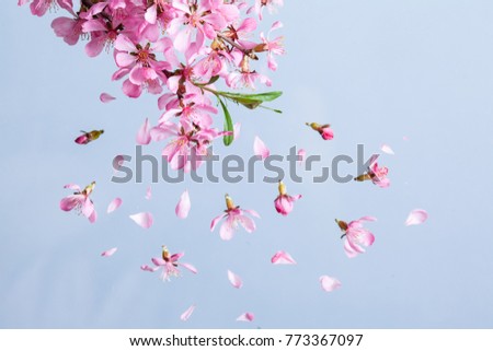Spring blossom explosion
