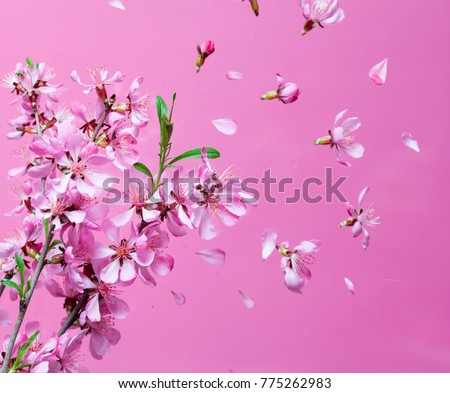 Spring blossom explosion