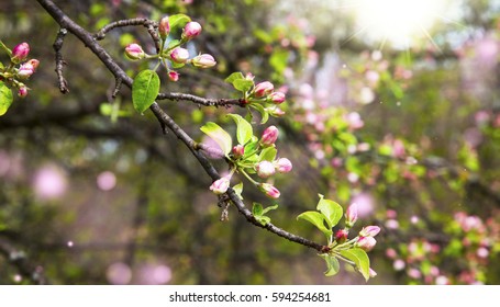 Spring blossom with flower buds and flowers in the sunrays