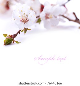 Spring blossom flower. Isolated over white