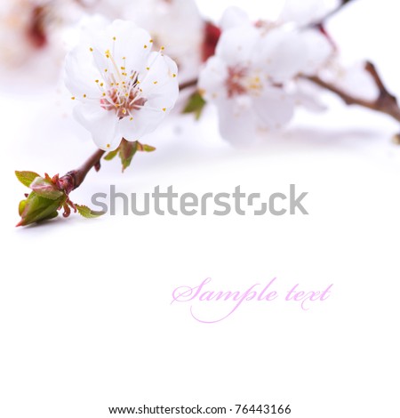Spring blossom flower. Isolated over white