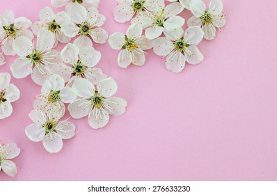 Spring blossom flowers on empty pink paper background