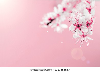 Spring Blossom. May Flowers And April Floral Nature On Pink Background. Branches Of Blossoming Apricot Macro With Soft Focus. For Easter And Spring Greeting Cards With Copy Space. Springtime.