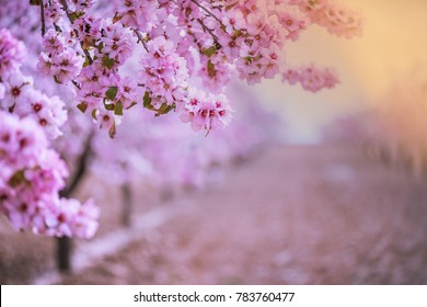 Spring blossom orchard. Abstract blurred background. Pastel colors and toned effect. Copy space with border.