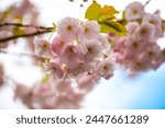 Spring blossom of sakura wild cherry tree in orchard, floral nature landscape, green leaves and white flowers