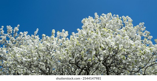 Spring blossom tree branch with white flowers. Spring background. Blooming tree branches white flowers and blue sky background, close up. Cherry blossom, spring garden, orchard, spring sunny day. - Powered by Shutterstock