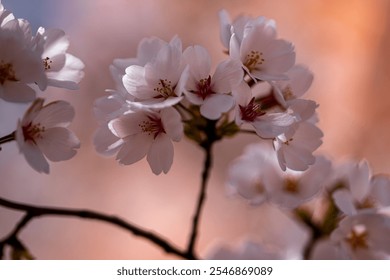 Spring Blossom tree branch with white flowers. Spring flowers. White flowers the fruit tree. The sakura. Cherry blossom trees in bloom. Close up photo of white spring flowers on blue sky background. - Powered by Shutterstock