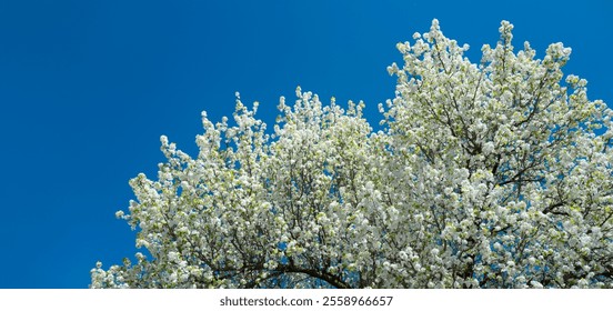 Spring blossom tree branch with white flowers. Spring background. Blooming tree branches white flowers and blue sky background, close up. Cherry blossom, spring garden, orchard, spring sunny day. - Powered by Shutterstock