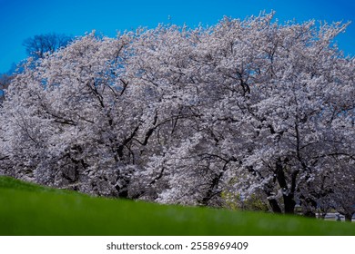 Spring blossom tree branch with white flowers. Spring background. Blooming tree branches white flowers and blue sky background, close up. Cherry blossom, spring garden, orchard, spring sunny day. - Powered by Shutterstock