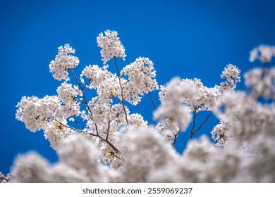 Spring blossom tree branch with white flowers. Spring background. Blooming tree branches white flowers and blue sky background, close up. Cherry blossom, spring garden, orchard, spring sunny day. - Powered by Shutterstock