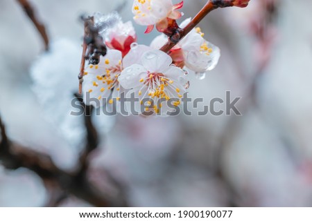 Spring blossom under the snow. Branches with bloomed cherry flowers under late snow. Macro shot with shallow depth of field.