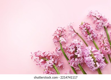 Hiacintos rosados en primavera