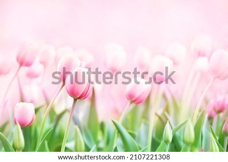 Spring blossoming tulips in garden, springtime bright flowers in the field, pastel and soft floral card, selective focus, shallow DOF, toned	