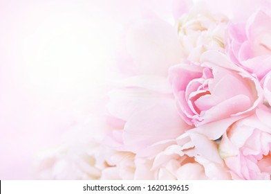 Spring blossoming tulips, springtime pink flowers background, pastel and soft floral card, selective focus, shallow DOF, toned