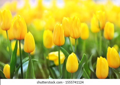 Spring blossoming yellow tulips, bokeh flower background, pastel and soft floral card, selective focus, toned	