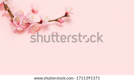 Spring blossoms blooming isolated on pink background, close up copy space, flowers tree branch blooming. Pastel pink background, bloom delicate flowers. Springtime concept. Сакура cherry Japan Sakura