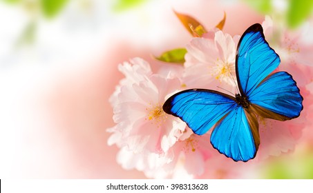 Spring blossoms with butterfly, close-up.