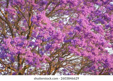 Spring Blossoms in Chapultepec Forest, Mexico City, background