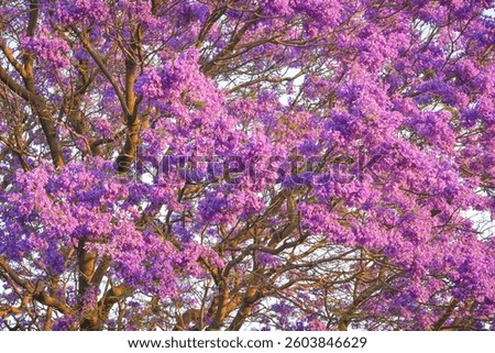 Spring Blossoms in Chapultepec Forest, Mexico City, background