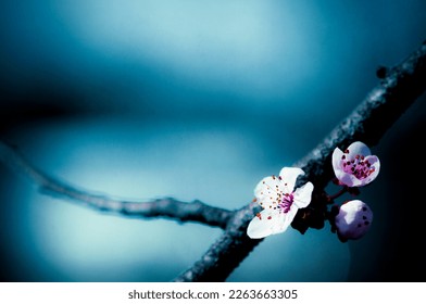 Spring blossoms on a branch with a mesmerizing dark blue background.