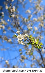 Spring blossoms on a tree. Selective focus.