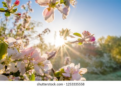 Apple Blossom Tree High Res Stock Images Shutterstock