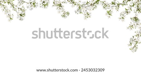 Spring blossoms. Tree branches with flowers on white background. Banner design with space for text