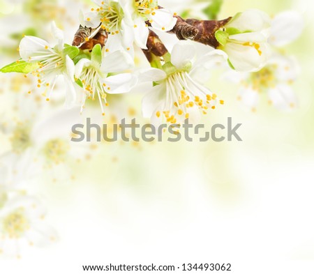 Similar – Blossom pear tree in white flowers