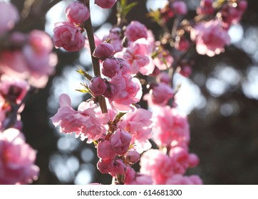 spring blossoms;pink peach tree 