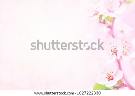 Spring blossom/springtime cherry bloom, pink flowers background, pastel and soft floral card, selective focus, toned