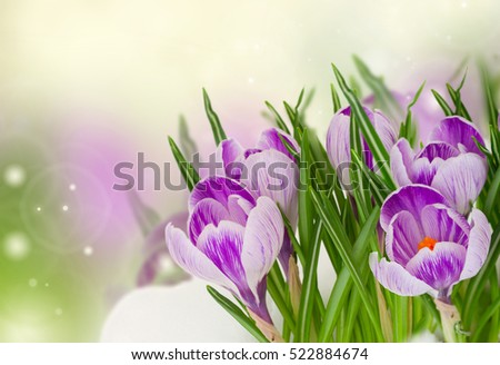 spring blue crocuses flowers under  snow on bokeh background