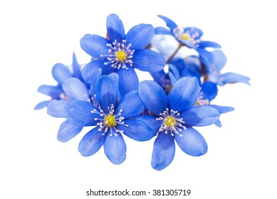 Blue Flower On White Background Images, Stock Photos & Vectors ...