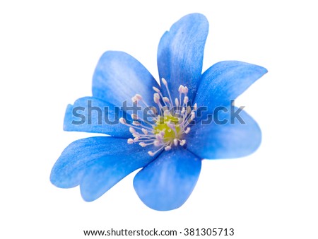 spring blue flower isolated on white background