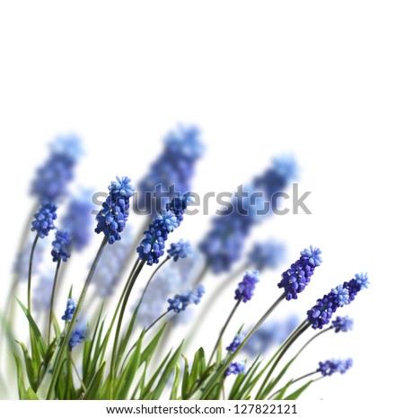 spring blue flowers isolated on white