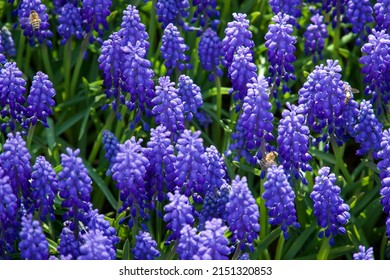 Spring blue flowers on green stems. Blue Grape Hyacinth, bee on blue flowers in the garden. 