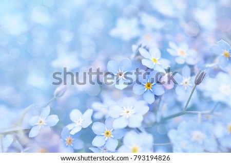 Spring blue forget-me-nots flowers, pastel background, selective focus, toned