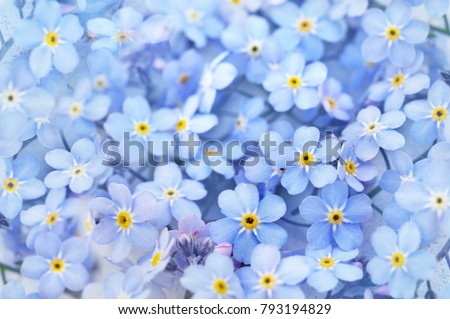 Spring blue forget-me-nots flowers, pastel background, selective focus, toned