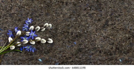 Spring Blue Wild Flowers Scilla And Willow Branches On Labrador Antique Granite Stone Countertop