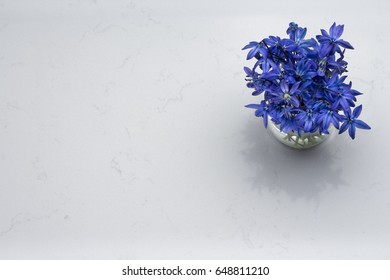 Spring Blue Wild Flowers Scilla In Vase On Noble Carrara Quartz Counter Kitchen Worktop