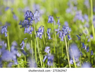Spring Bluebells in the Fresh Green Grass - Shutterstock ID 275362967